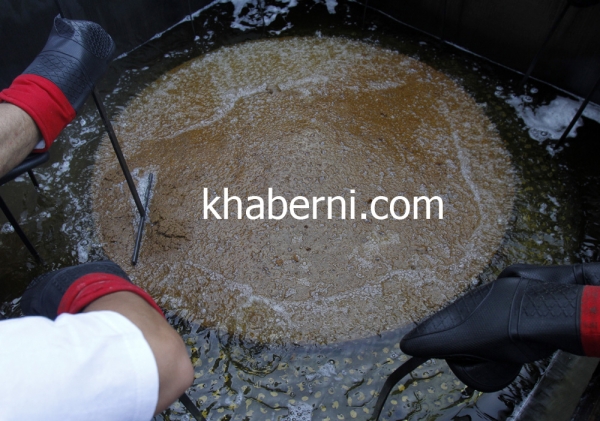 شاهدوا صور أكبر قرص فلافل